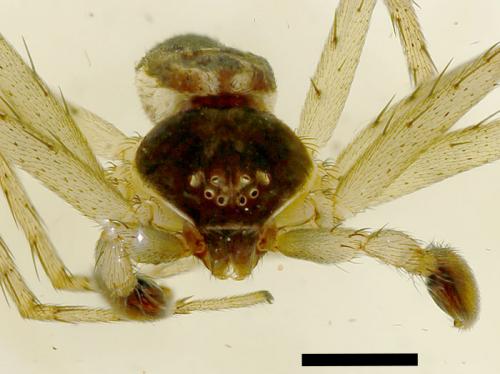 Philodromus dispar